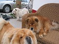 20121110_Cusca_Avalanche (48)